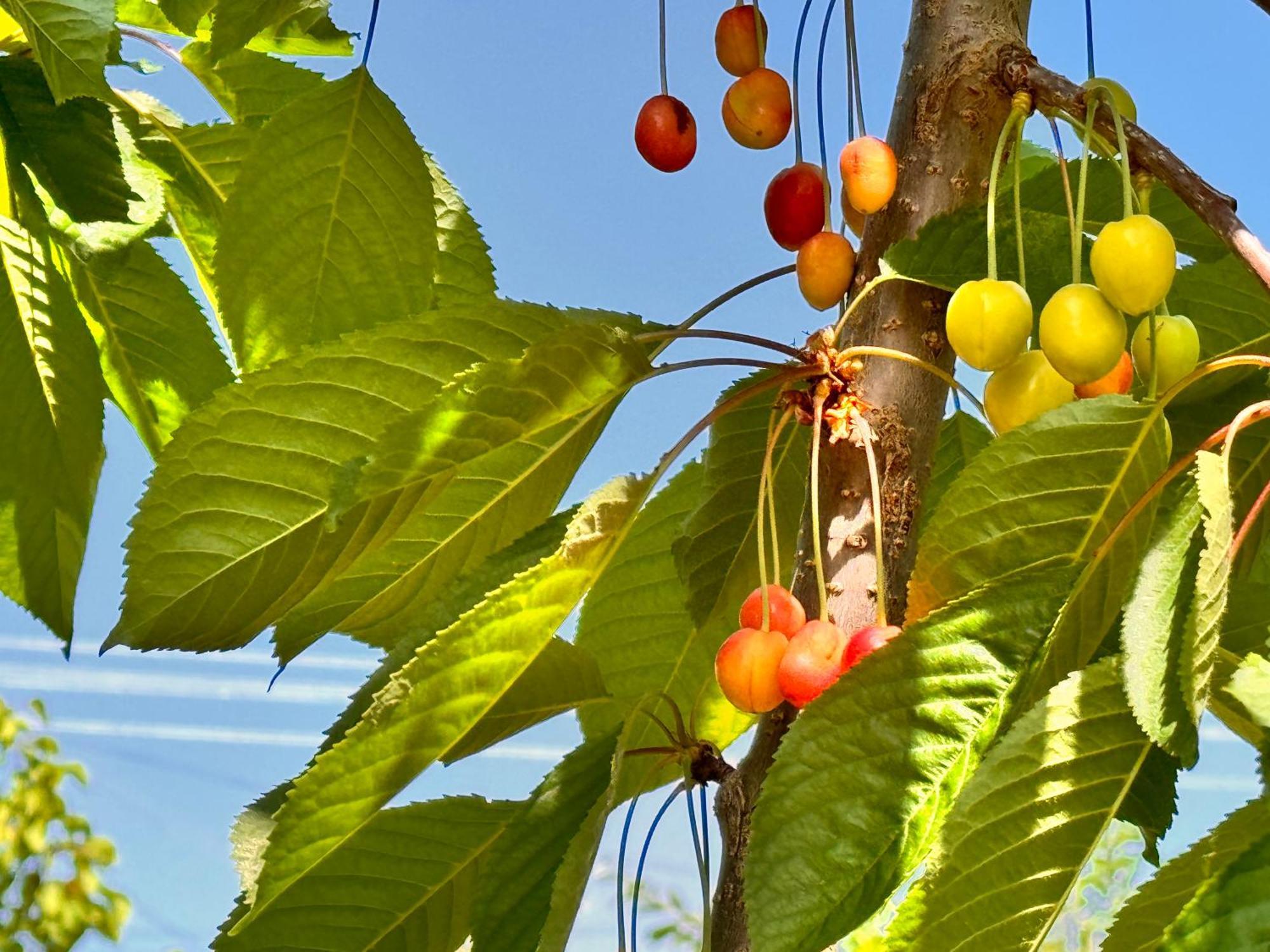 Eco House Summer Garden Kaji-Say 외부 사진