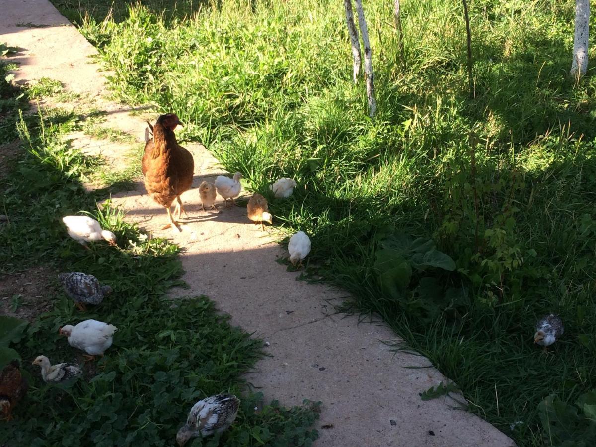 Eco House Summer Garden Kaji-Say 외부 사진